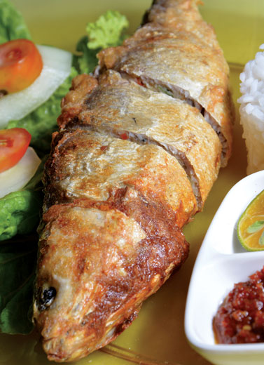 Ikan Lele vs Bandeng