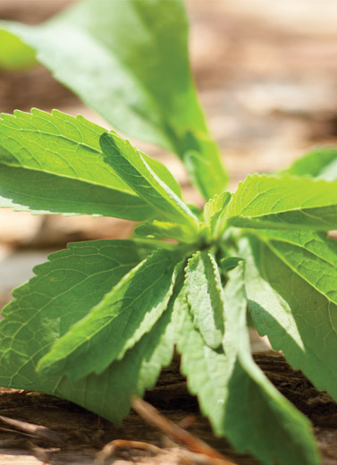 Daun Stevia