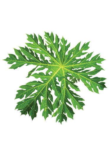 Daun Pepaya Pahit