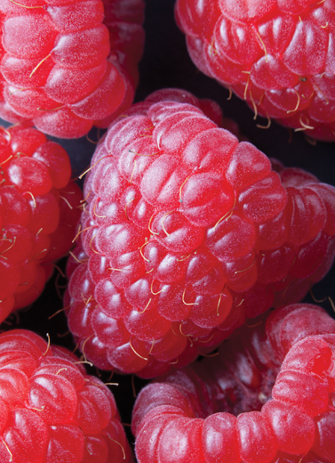 Si Segar Raspberry