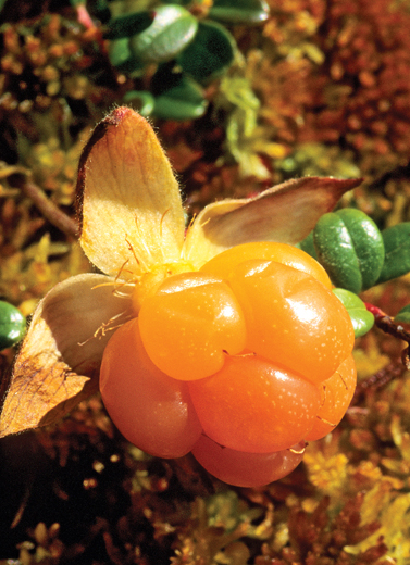 Ini Juga Buah Berry