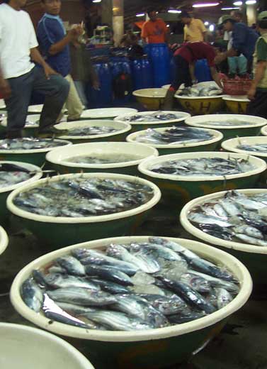 Sukses Plesir ke Pasar Ikan