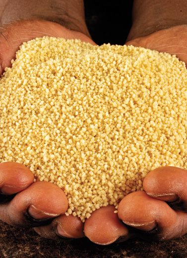Varian Beras Jagung