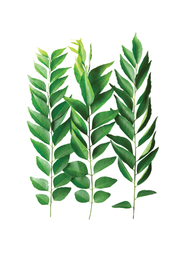 Rempah Daun Lokal 