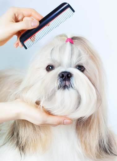 Bisnis Pet Grooming