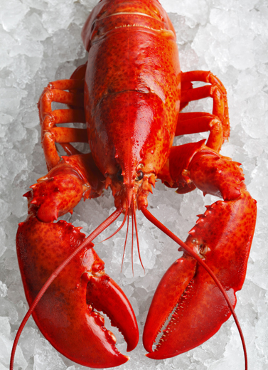 Merkuri dalam Seafood