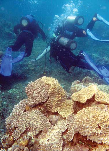 Sopan di Dalam Laut