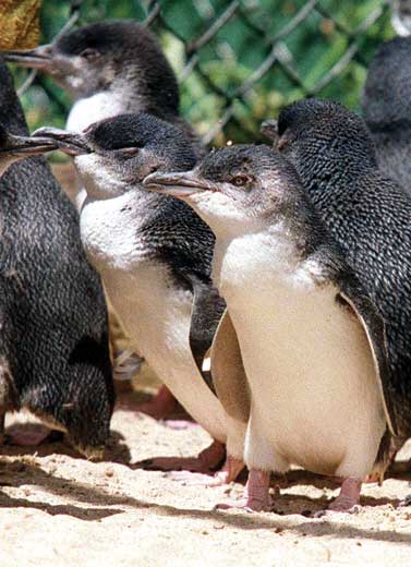 Menonton Parade Pinguin di Melbourne