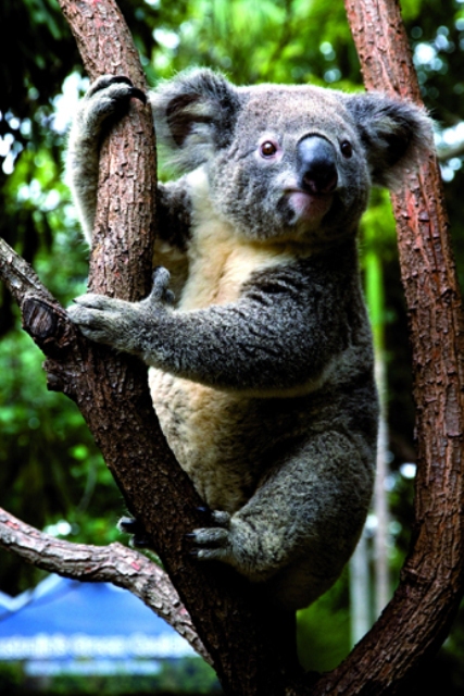 Berlibur di Australia