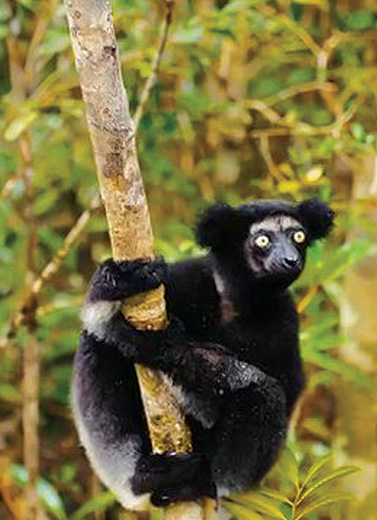 Island of Lemurs: Madagascar