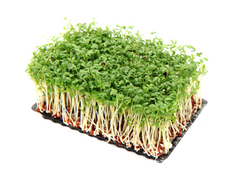 Microgreens yang Sedang In