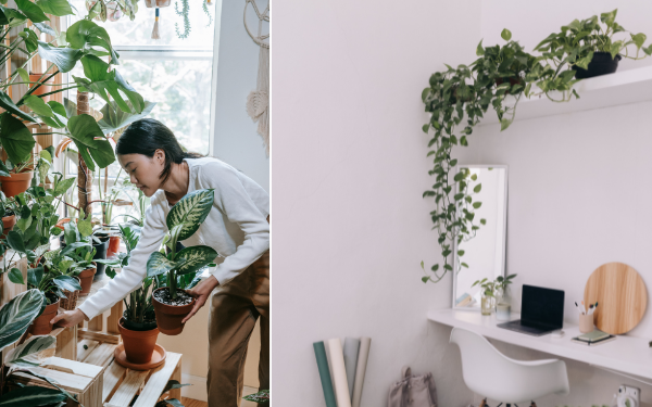 Percantik Hunian dengan Indoor Plants, Taruh di Mana? 