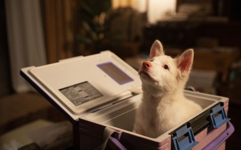 Gohan: Kesetiaan Seekor Anjing dalam Fase Kehidupan Manusia