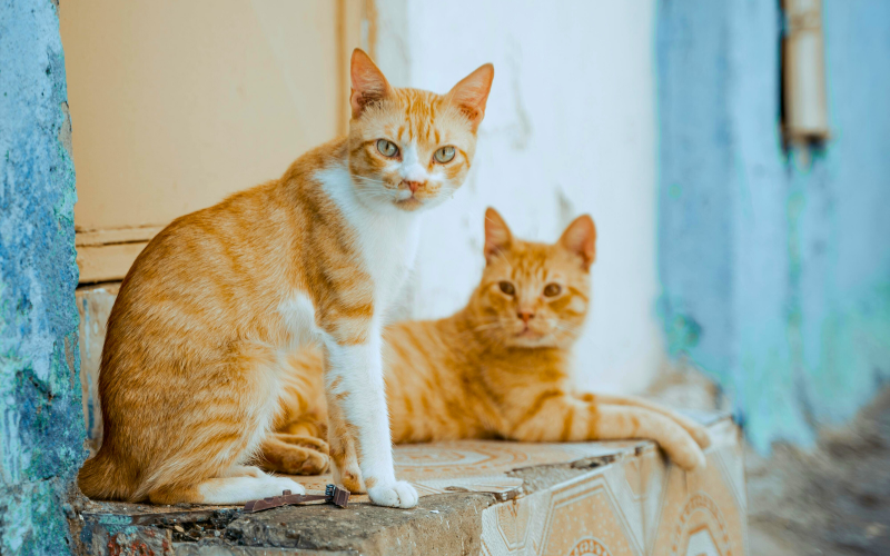 Kucing Itu Unik, Pahami Kebutuhan Mereka