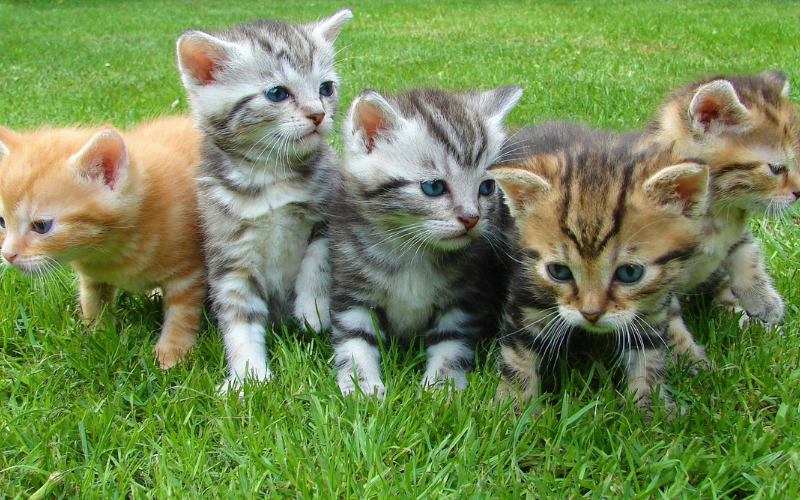 Aturan Ini Penting Diperhatikan Setelah Adopsi Anak Kucing