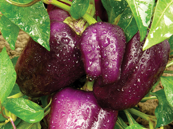 Paprika Ungu
