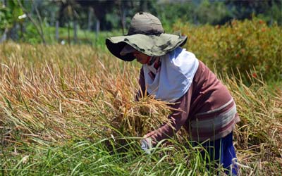 Indonesia Darurat Petani Muda
