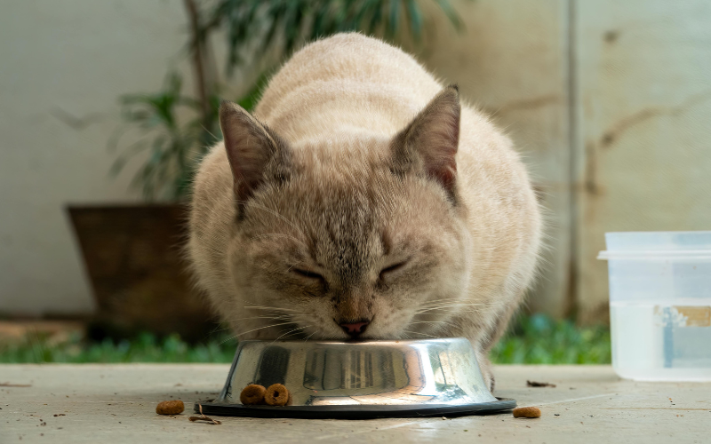 3 Tip Biar Kucing Nggak Jadi Picky Eater
