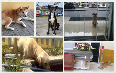 5 Cerita Mengharukan tentang Kesetiaan Anjing
