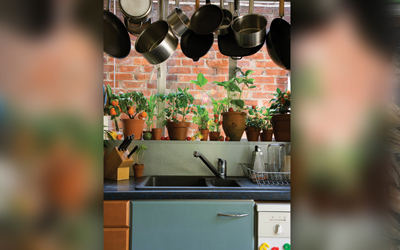 Menanam Sayur di Rumah, Yuk! 