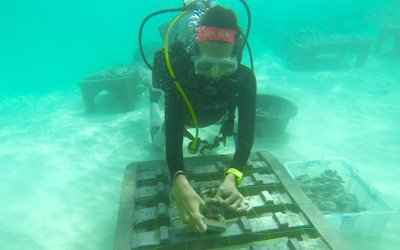 Terumbu Karang Indonesia Terancam Punah, WWF Indonesia, HiLo Green Commmunity dan Komunitas Sea Soldier Menanam 12500 Terumbu Karang di Ujung Kulon