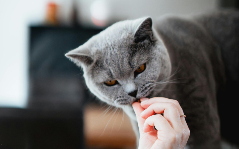 5 Tip Bikin Mood Kucing Kembali Ceria