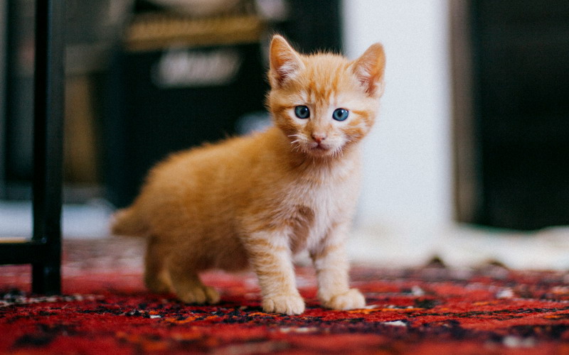 Mau Adopsi Anak Kucing? Baca Tips Ini Dulu!