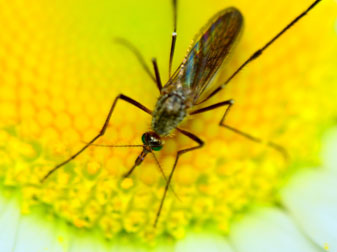 5 Fakta tentang virus Zika