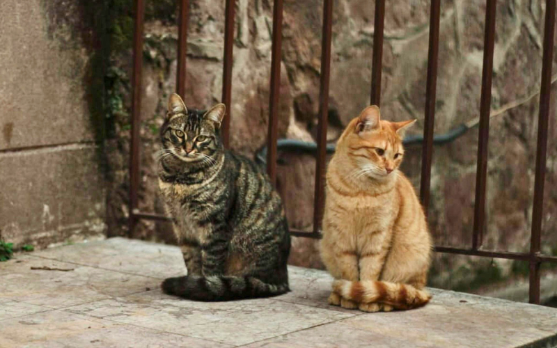Yuk, Perhatikan Pola Makan dan Kesehatan Kucing Peliharaan