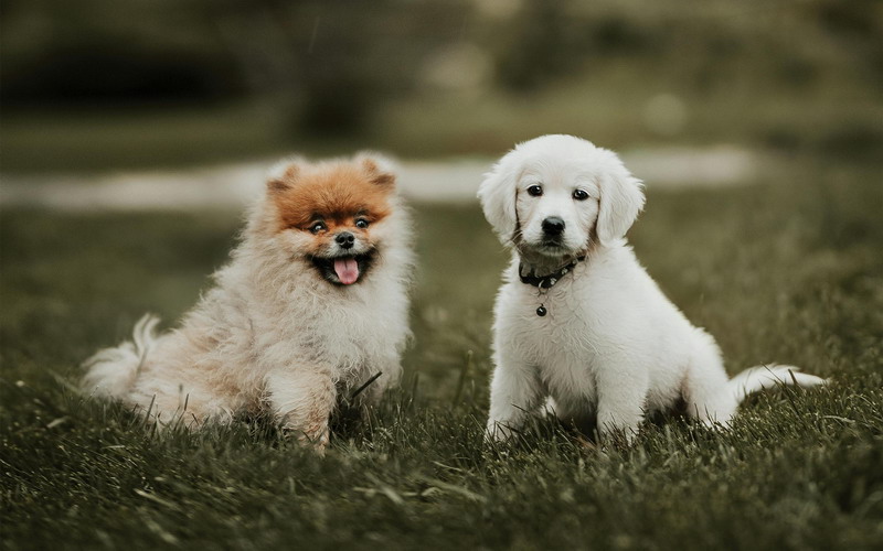 3 Cara Ini Tak Hanya Membahagiakan Anjing Peliharaan Kita, Tapi Juga Membahagiakan Kita