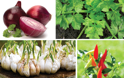 Sayur dan Rempah yang Cocok Ditanam di Rumah