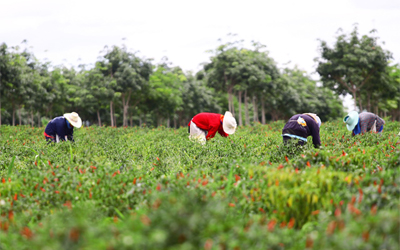 Dukung Petani Di Tengah Pandemi