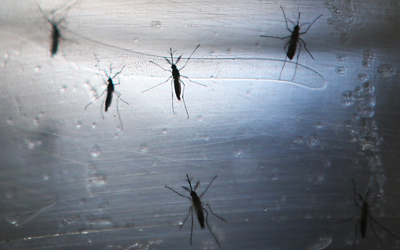 Kasus Infeksi Virus Zika di Singapura Bertambah Menjadi 115 Orang, 1 Wanita Hamil Positif Terinfeksi 