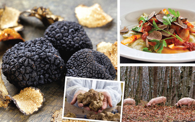 Mengenal Jamur Truffle, 'Berlian' dari Dapur