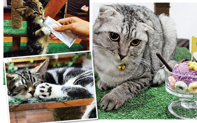 Demam Kafe Kucing, Kunjungi 3 Tempat Seru Ini 