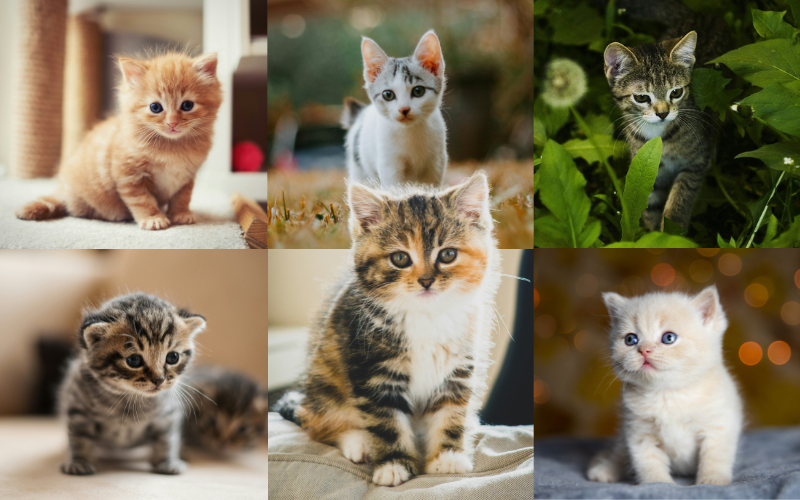 5 Tip Memelihara Anak Kucing, Nomor 4 Bikin Mereka Lebih Kuat
