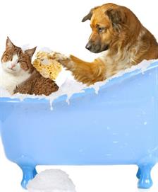 Sehat untuk Anda Tidak Buat Si Meong