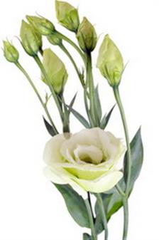 Atasi Aroma Vagina