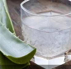 Sehat dan Segar Aloe Vera